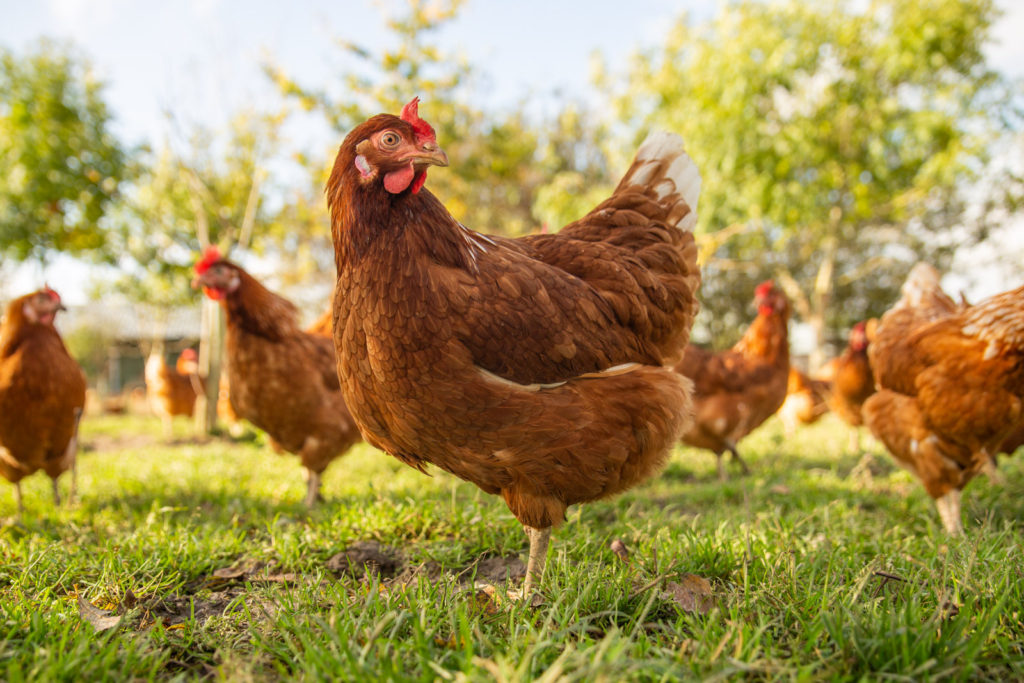 Husbandry - Poultry Health Services