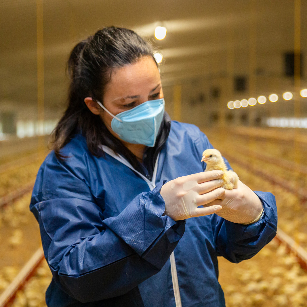 Rodent Rearing Services | Poultry Health Services