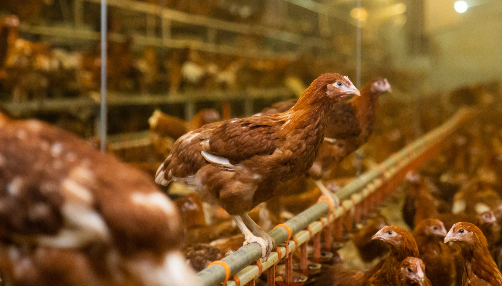 Perchery System Rearing Rearing Packages | Poultry Health Services